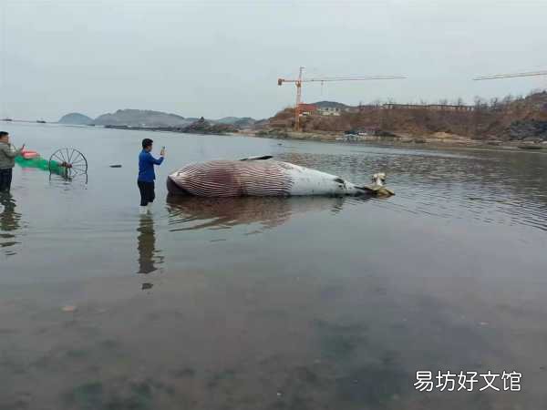 9米长鲸鱼搁浅大连海滩,目击者:发现时已经死亡