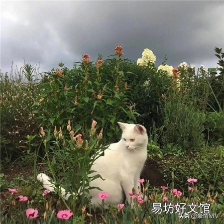 2021年最流行的壁纸图片全屏 好看唯美意境背影图片