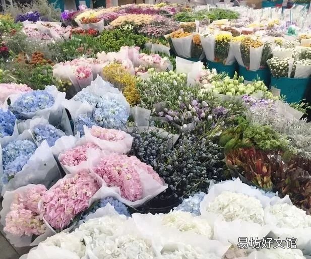 北京最大的猫狗宠物市场推荐 北京宠物市场地址在哪里