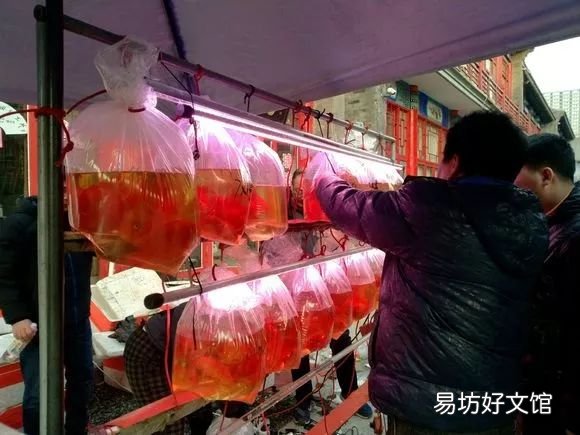 北京最大的猫狗宠物市场推荐 北京宠物市场地址在哪里
