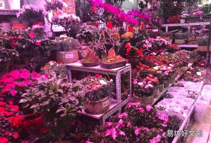 北京最大的猫狗宠物市场推荐 北京宠物市场地址在哪里