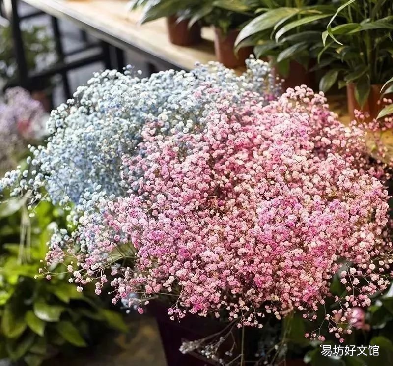 北京最大的猫狗宠物市场推荐 北京宠物市场地址在哪里