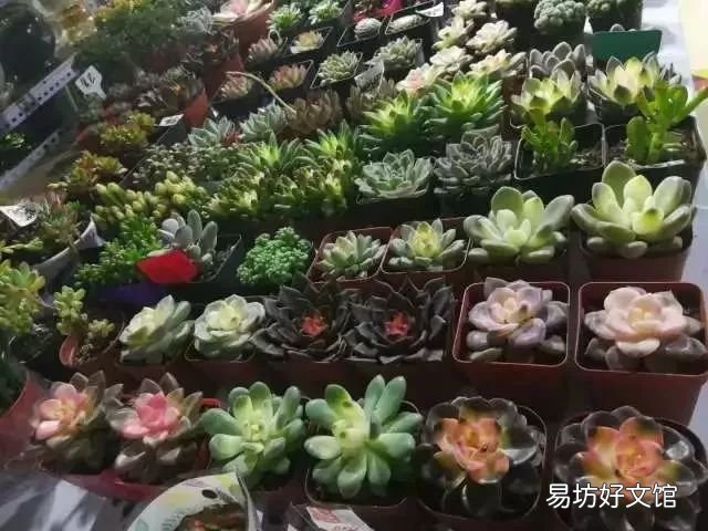 北京最大的猫狗宠物市场推荐 北京宠物市场地址在哪里