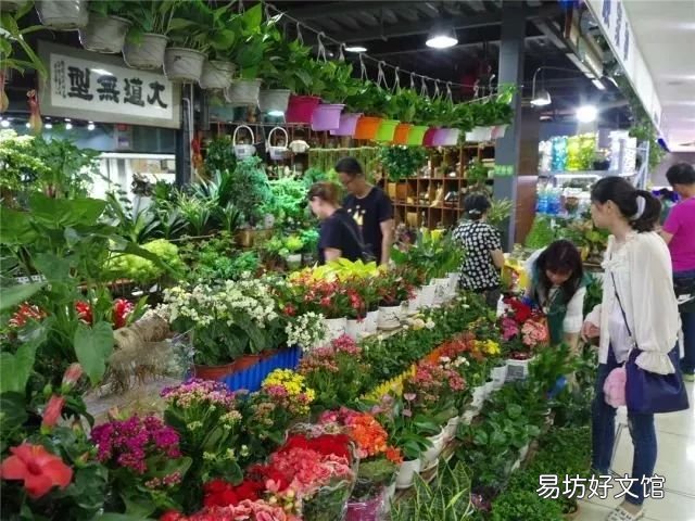 北京最大的猫狗宠物市场推荐 北京宠物市场地址在哪里