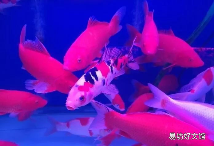 北京最大的猫狗宠物市场推荐 北京宠物市场地址在哪里