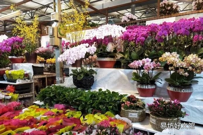 北京最大的猫狗宠物市场推荐 北京宠物市场地址在哪里