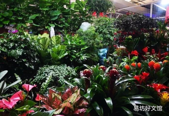 北京最大的猫狗宠物市场推荐 北京宠物市场地址在哪里
