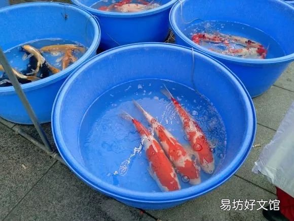 北京最大的猫狗宠物市场推荐 北京宠物市场地址在哪里