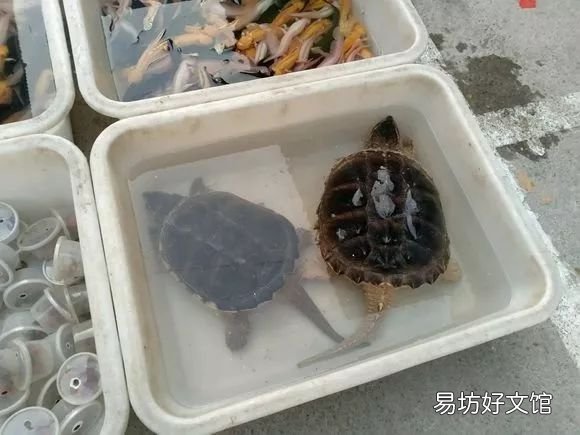 北京最大的猫狗宠物市场推荐 北京宠物市场地址在哪里