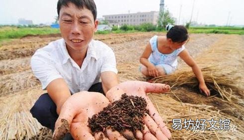 推荐12个农村致富好项目 现在农村创业有什么好做的