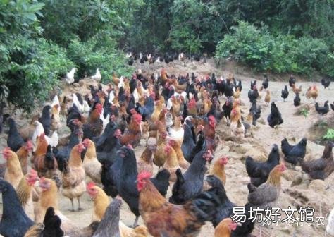 推荐12个农村致富好项目 现在农村创业有什么好做的