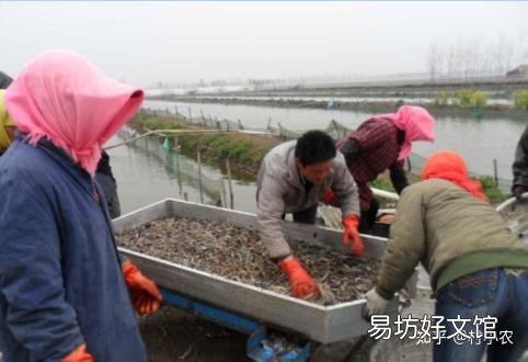 推荐12个农村致富好项目 现在农村创业有什么好做的