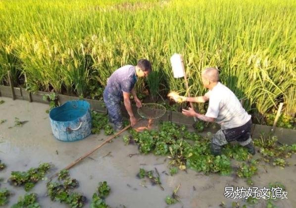 推荐12个农村致富好项目 现在农村创业有什么好做的