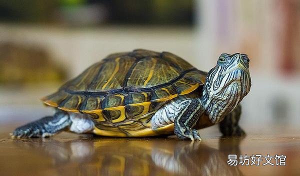 梦见龟是什么意思