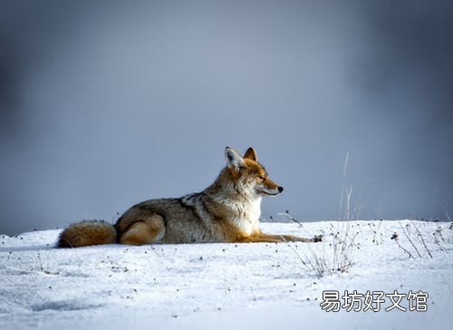 梦见黄鼠狼往身上扑什么意思