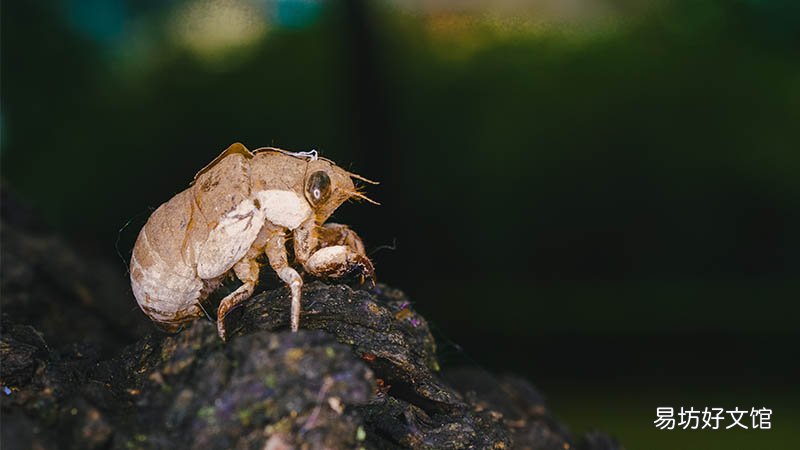 梦见很多虫子是什么意思
