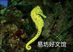 孕妇不能吃哪些食物和水果_孕妇不能吃哪些食物表
