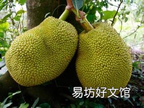 孕妇不能吃哪些食物和水果_孕妇不能吃哪些食物表