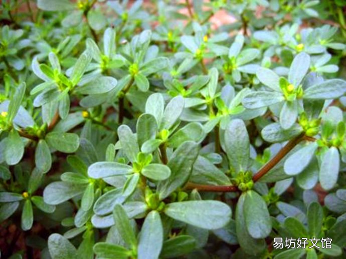 孕妇不能吃哪些食物和水果_孕妇不能吃哪些食物表