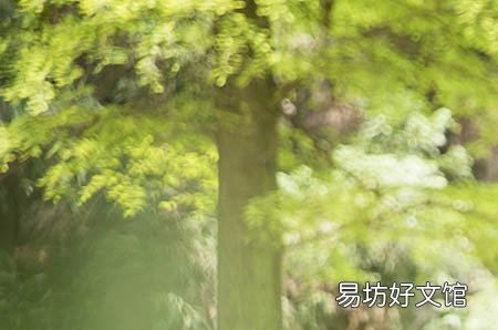 怀孕初期不能吃什么水果