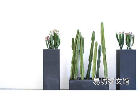 孕妇鸡汤怎么做