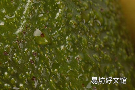 孕婦防輻射吃什么