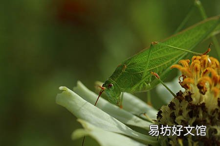 孕妇便秘可以吃玉米吗