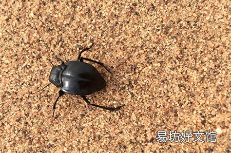 孕妇吃金针菇有什么好处