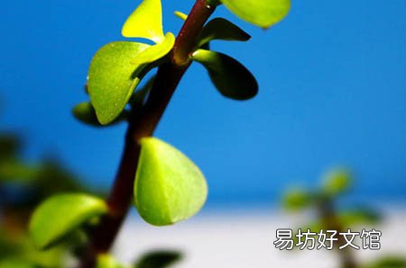 乳房胀痛吃什么药调理