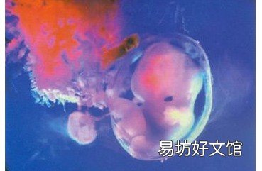 胎儿发育迟缓要怎么办