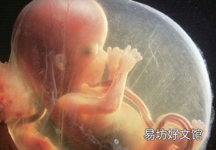 9类营养素促进胎儿大脑发育