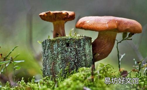 蘑菇能减肥？蘑菇减肥餐别错过