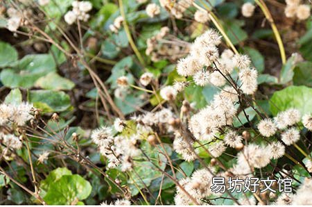 黄体酮治疗月经不调