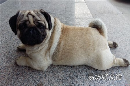 酒窝会遗传吗?