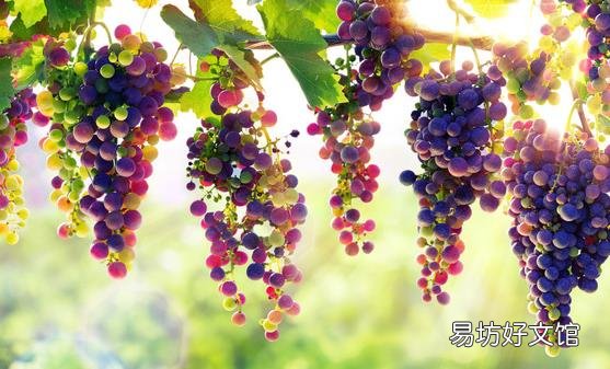 饮食丰胸是最无副作用的方法 三种美食瘦身保健还能丰胸