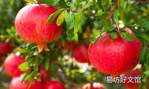 冬季女孩皮肤经常干燥 补水效果好的食物推荐