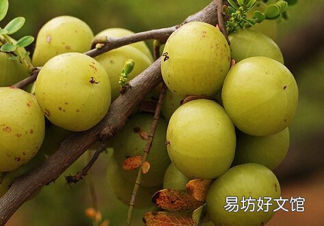女性抗衰老应该吃什么?