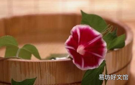 蜂蜜浴能杀菌祛痘-食品浴洗出嫩滑肌肤