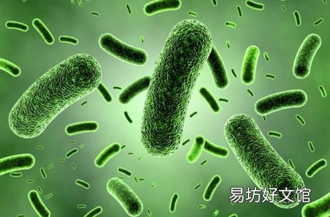 益生菌或解开长寿密码 补充益生菌可长寿