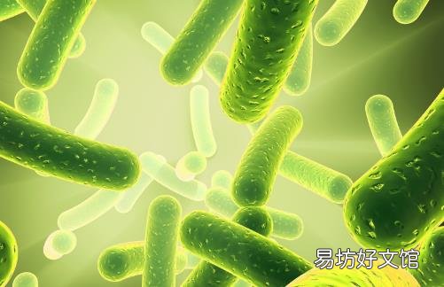 益生菌或解开长寿密码 补充益生菌可长寿