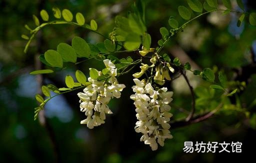 春吃蔬菜养生保健 介绍几种蔬菜延年益寿防病治病