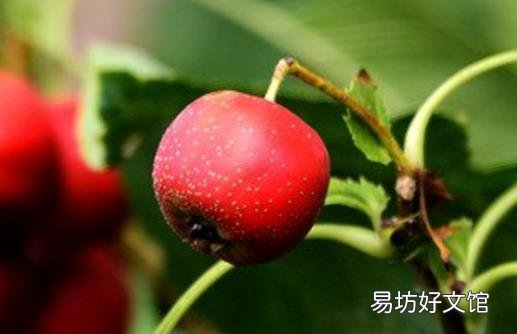 肉吃多了难消化 吃些山楂或许可以帮到你