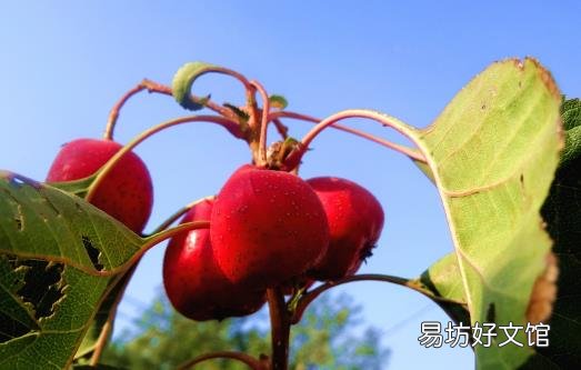 肉吃多了难消化 吃些山楂或许可以帮到你