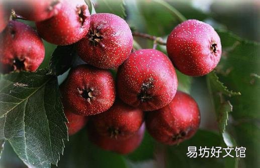 肉吃多了难消化 吃些山楂或许可以帮到你