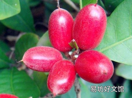 神秘果怎么吃?神秘果的做法