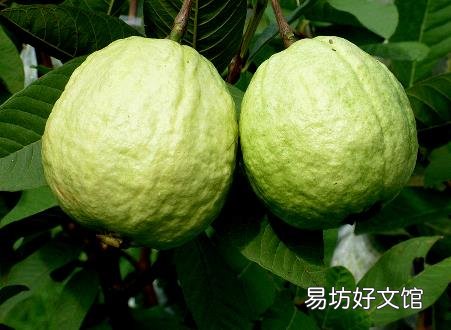 如何挑选番石榴?番石榴的做法大全