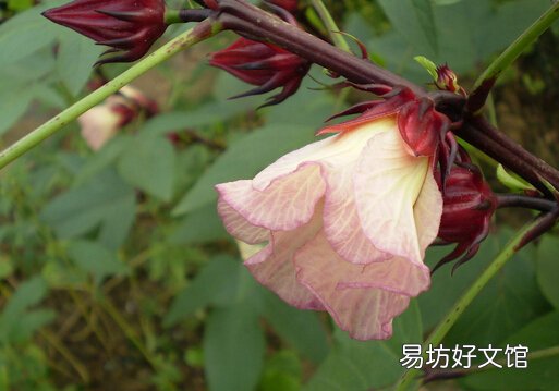 洛神花的介绍-洛神花的做法