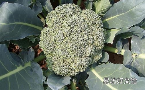 排除体臭的心理生理要求 勤洗澡多用除臭剂缓解体味
