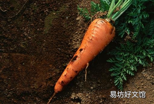 补气养血的食物 除了食疗也可以用按摩补气血