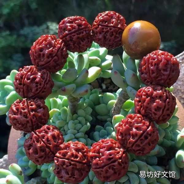 金刚石盘玩技巧指南 金刚怎么盘玩步骤